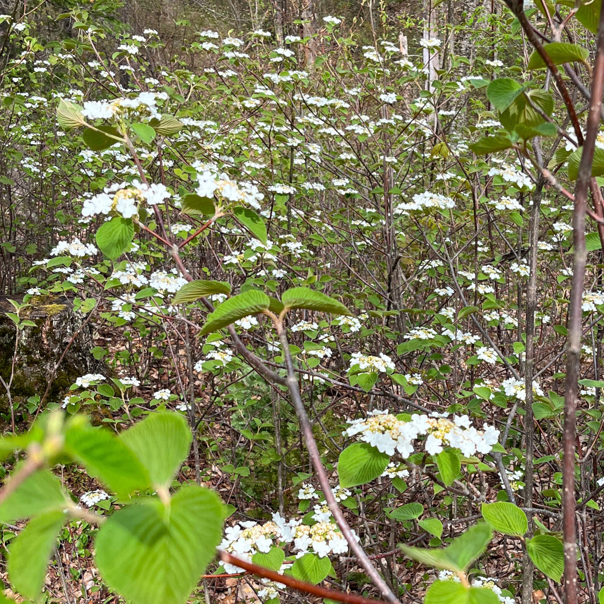 Semences stratifiées Akene - Viorne bois d'orignal Akène, culture forestière