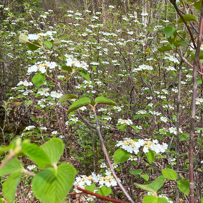 Semences stratifiées Akene - Viorne bois d'orignal Akène, culture forestière